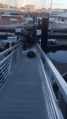 Sea Lions Overrun Quiet San Francisco Docks
