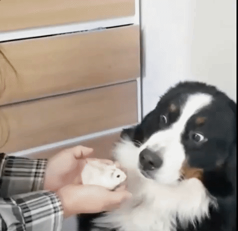 dog do not want GIF