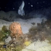 Little Octopus Tries on Discarded Baseball Cap in Australian Bay