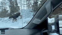 'Look Both Ways' - Moose Sprints in Front of Vehicle in Alaska