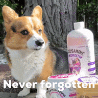 Dog Corgi GIF