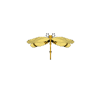 Dragonfly Voa Sticker