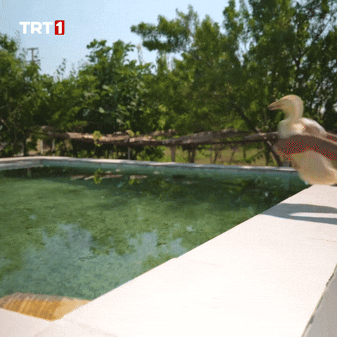 Swimming Pool What GIF by TRT