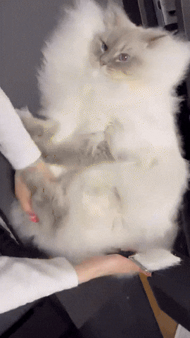 cuteanimalland giphyupload GIF