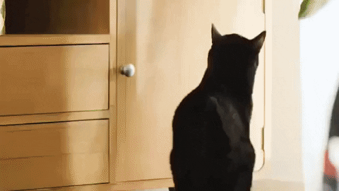 big_macaroons giphygifmaker GIF