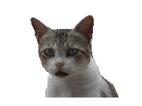 Cat Omg Sticker by Ladypat