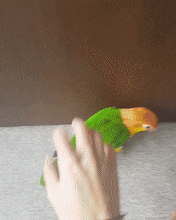 help GIF