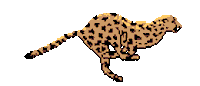 wall street journal STICKER