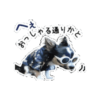 Chihuahua Consent Sticker