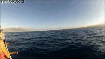 puns close call GIF by Cheezburger