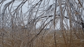 Ice Storm Leaves Trees 'Crunchy' Near Lincoln, Nebraska