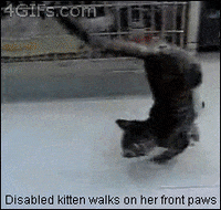 kitten paws GIF