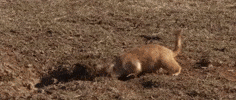 south dakota GIF