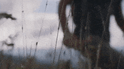 north carolina GIF