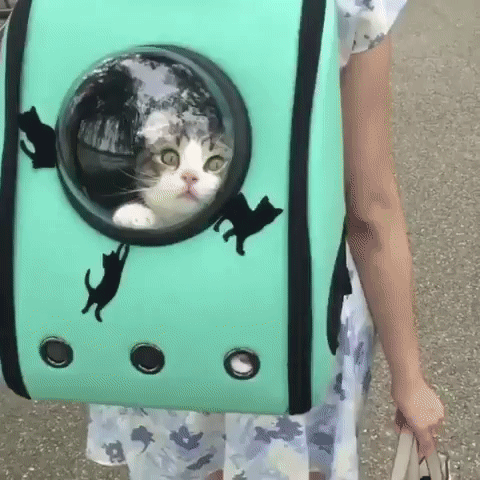 cat bag GIF