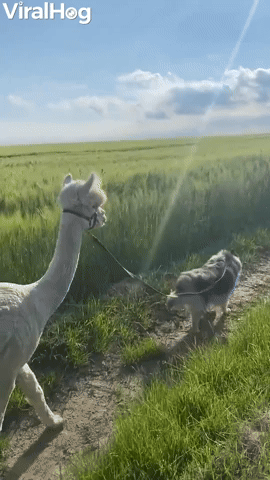 Farm Dog and Alpaca Are Two Peas in A Pod