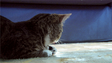 cat wow GIF