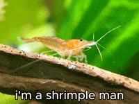 Simple Man Shrimp GIF