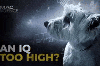 Dog Instagram GIF
