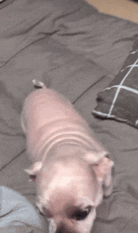 Dog Stand GIF