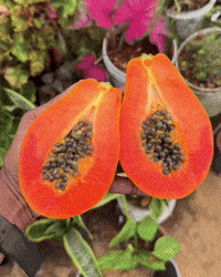 Fruit GIF