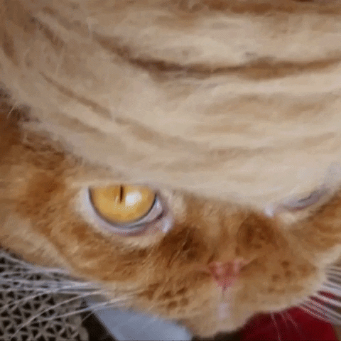 donald trump cat GIF by euronews