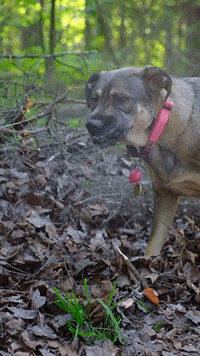 Dog Teeth GIF by PureADK