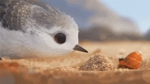 bird GIF