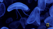 one strange rock GIF by National Geographic Channel