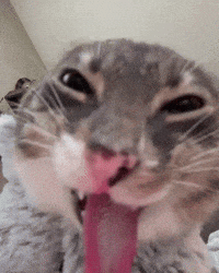 iamrigbycat cat funny cat venom rigby GIF