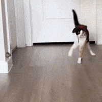 Cat Wobbles GIF