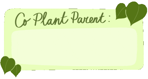 Plants Monstera Sticker