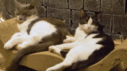 Cat Cafe GIF by Wired Productions