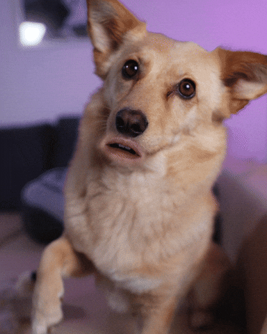Paw Please GIF