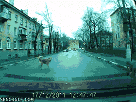 dog run GIF by Cheezburger