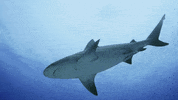 WeAreWater ocean shark predator bull shark GIF