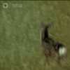 Pbs Nature GIF by Nature on PBS