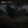 Pbs Nature Animales GIF by Nature on PBS