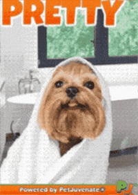 I Feel Pretty Looking Good Slay Queen Fur Kid Hug GIF by PetJuvenate - PJ