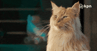 Cats Office GIF by KPN