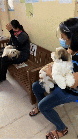 cuteanimalland giphyupload GIF