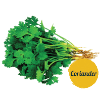 Coriander Sticker by tadafreshmarket