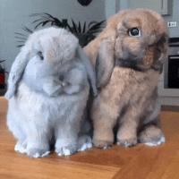 hug touch wan bunnys GIF