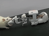 White Rat Robot GIF by Alex Boya