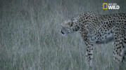 african cats big cat week GIF by Nat Geo Wild 