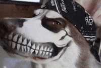 Dog GIF