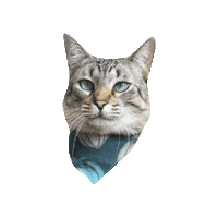 Cat Sticker by Geekster Pets
