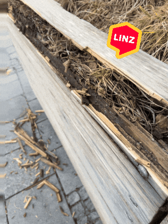 Wood What GIF by Linz News
