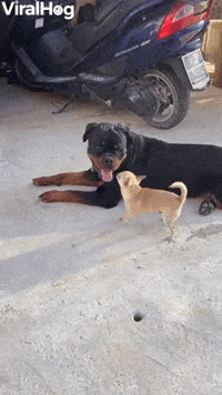 Rottweiler and Chihuahua Play Together