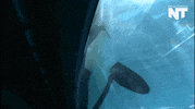san diego orca GIF by NowThis 